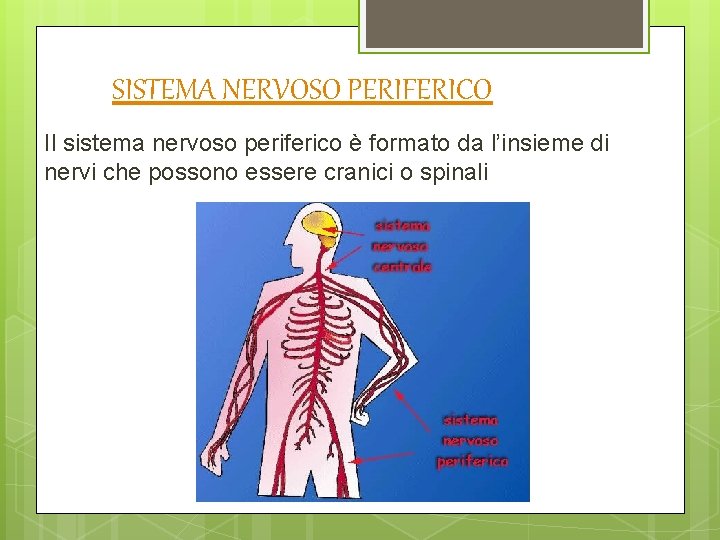 SISTEMA NERVOSO PERIFERICO Il sistema nervoso periferico è formato da l’insieme di nervi che SISTEMA NERVOSO PERIFERICO Il sistema nervoso periferico è formato da l’insieme di nervi che