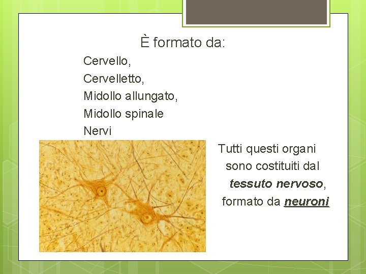 È formato da: Cervello, Cervelletto, Midollo allungato, Midollo spinale Nervi Tutti questi organi sono È formato da: Cervello, Cervelletto, Midollo allungato, Midollo spinale Nervi Tutti questi organi sono