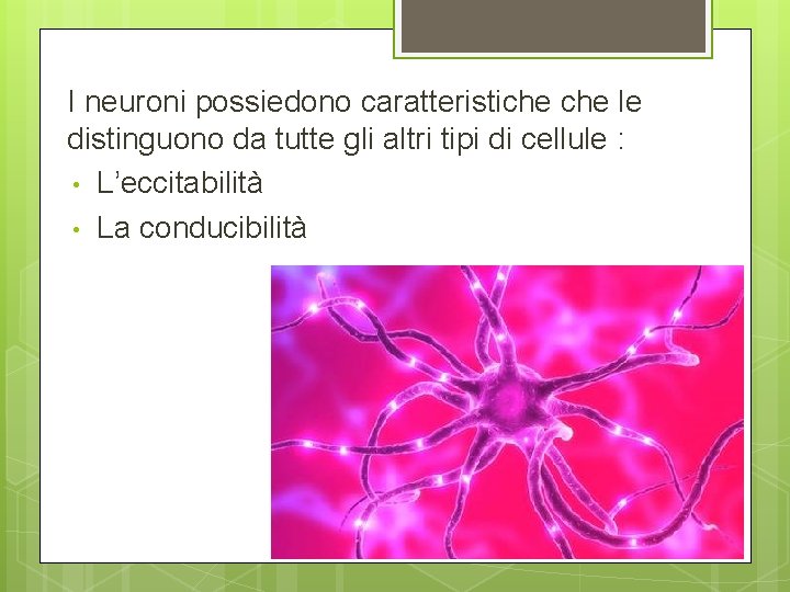 I neuroni possiedono caratteristiche le distinguono da tutte gli altri tipi di cellule : I neuroni possiedono caratteristiche le distinguono da tutte gli altri tipi di cellule :