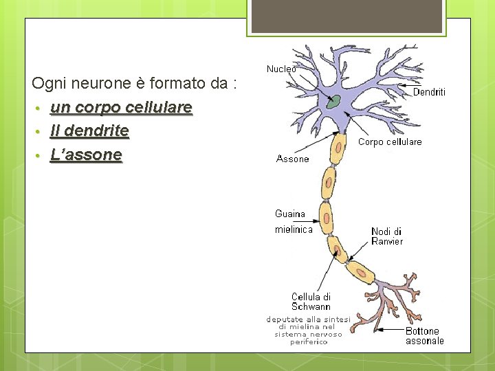Ogni neurone è formato da : • un corpo cellulare • Il dendrite • Ogni neurone è formato da : • un corpo cellulare • Il dendrite •