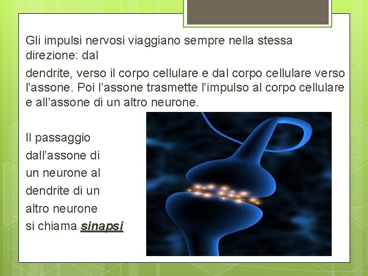 Gli impulsi nervosi viaggiano sempre nella stessa direzione: dal dendrite, verso il corpo cellulare Gli impulsi nervosi viaggiano sempre nella stessa direzione: dal dendrite, verso il corpo cellulare