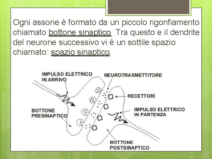 Ogni assone è formato da un piccolo rigonfiamento chiamato bottone sinaptico. Tra questo e Ogni assone è formato da un piccolo rigonfiamento chiamato bottone sinaptico. Tra questo e