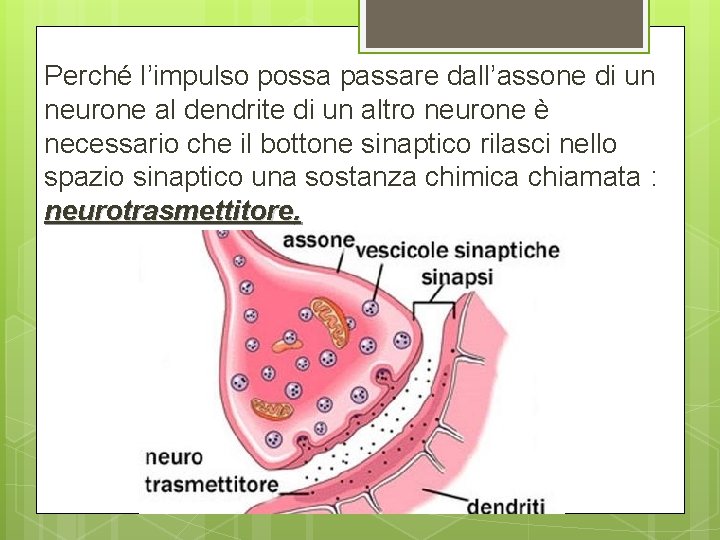 Perché l’impulso possa passare dall’assone di un neurone al dendrite di un altro neurone Perché l’impulso possa passare dall’assone di un neurone al dendrite di un altro neurone