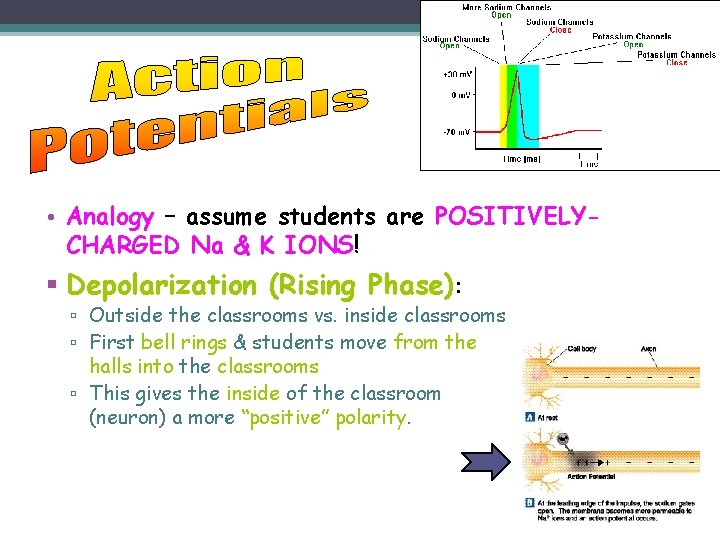  • Analogy – assume students are POSITIVELYCHARGED Na & K IONS! § Depolarization