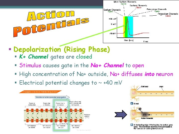 § Depolarization (Rising Phase) § K+ Channel gates are closed § Stimulus causes gate