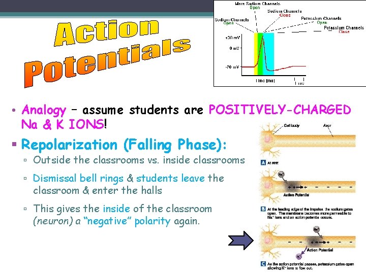  • Analogy – assume students are POSITIVELY-CHARGED Na & K IONS! § Repolarization