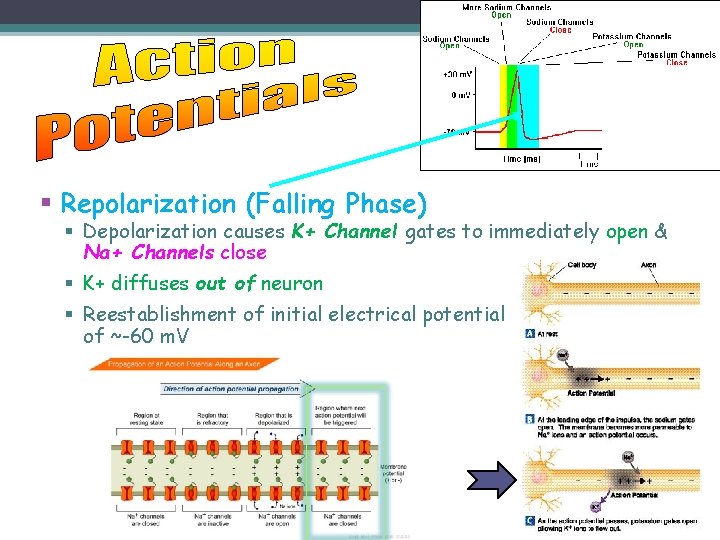 § Repolarization (Falling Phase) § Depolarization causes K+ Channel gates to immediately open &