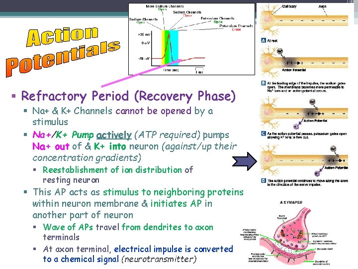 § Refractory Period (Recovery Phase) § Na+ & K+ Channels cannot be opened by