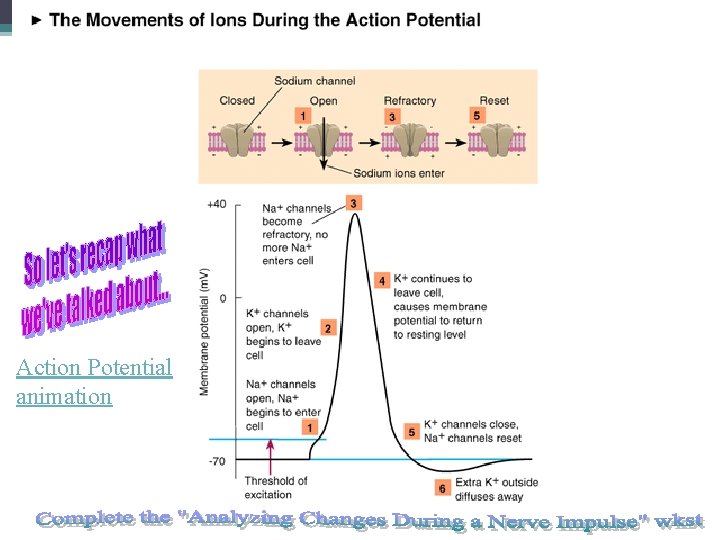 Action Potential animation 