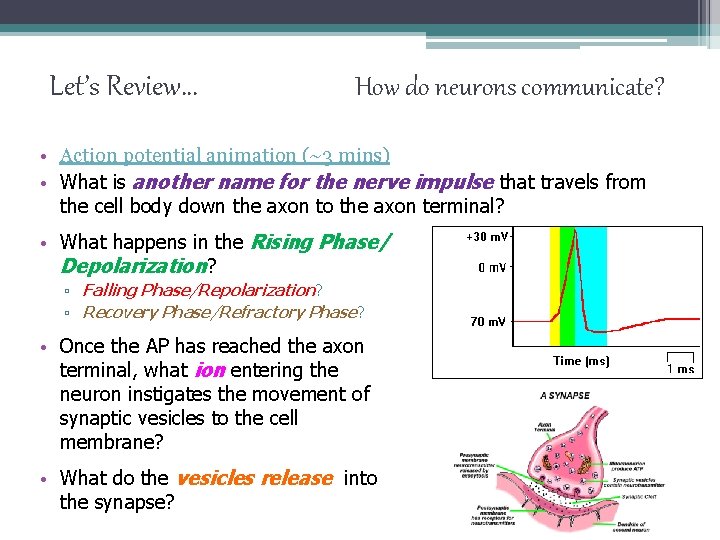 Let’s Review… How do neurons communicate? • Action potential animation (~3 mins) • What