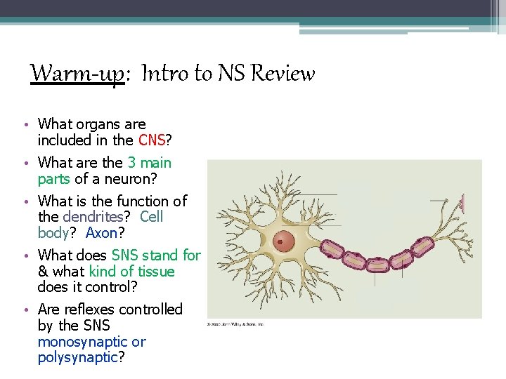 Warm-up: Intro to NS Review • What organs are included in the CNS? •