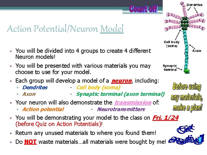 Action Potential/Neuron Model • You will be divided into 4 groups to create 4