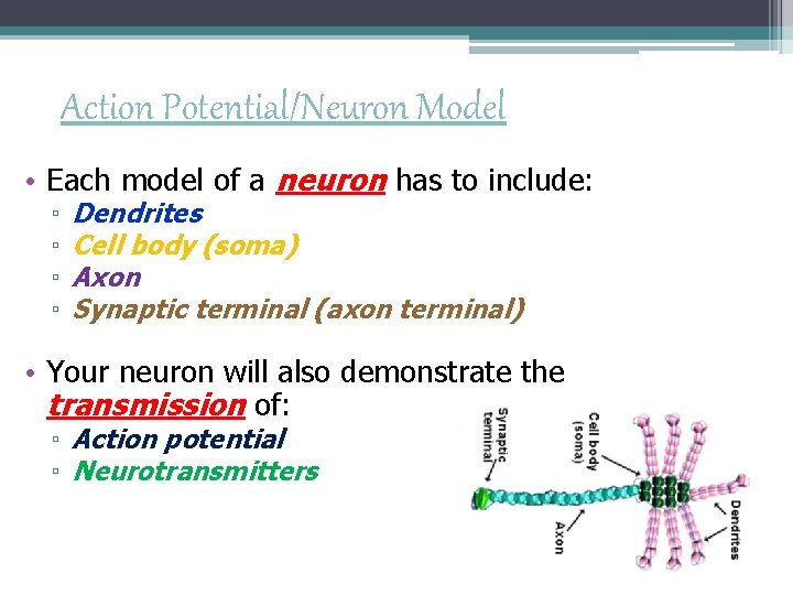 Action Potential/Neuron Model • Each model of a neuron has to include: ▫ ▫