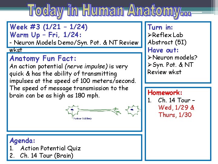 Week #3 (1/21 – 1/24) Warm Up – Fri, 1/24: - Neuron Models Demo/Syn.