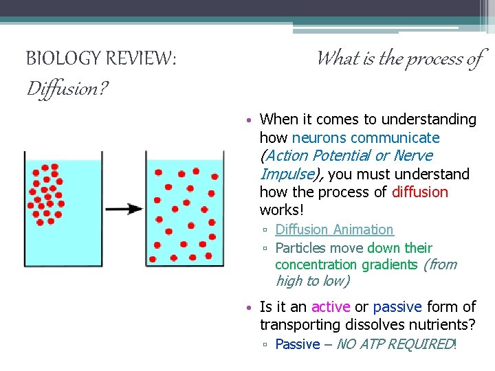 BIOLOGY REVIEW: What is the process of Diffusion? • When it comes to understanding