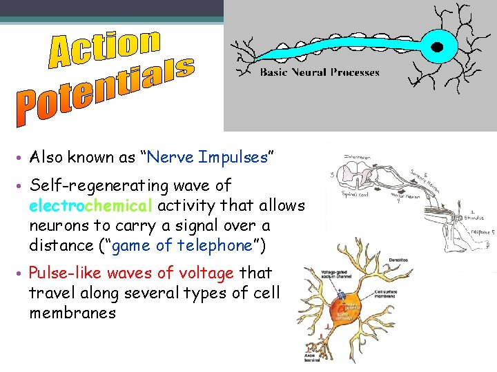  • Also known as “Nerve Impulses” • Self-regenerating wave of electrochemical activity that