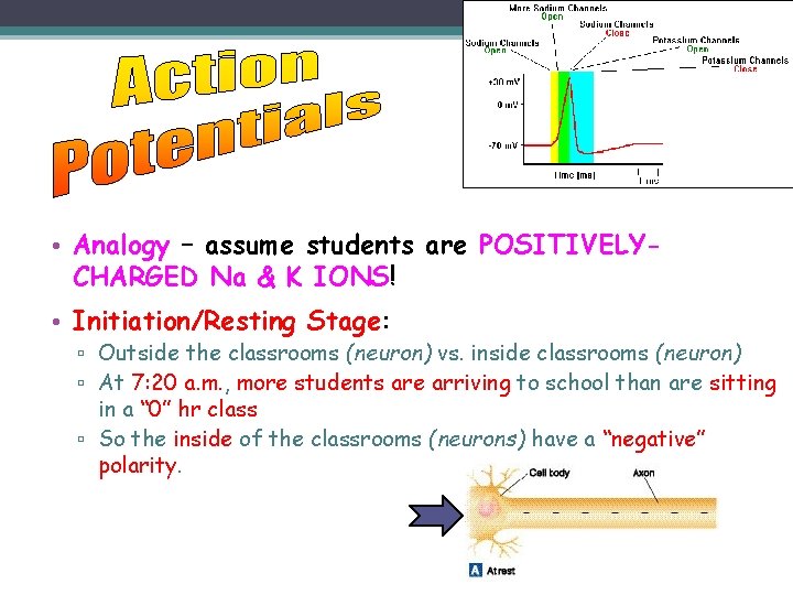  • Analogy – assume students are POSITIVELYCHARGED Na & K IONS! • Initiation/Resting