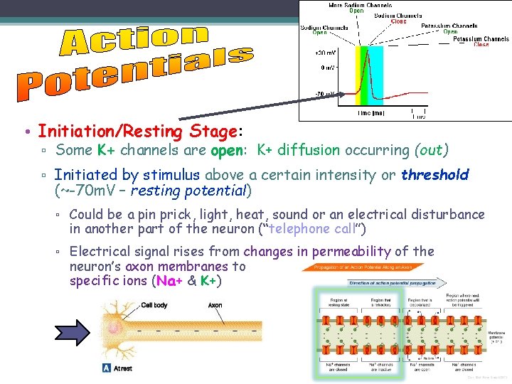  • Initiation/Resting Stage: ▫ Some K+ channels are open: K+ diffusion occurring (out)