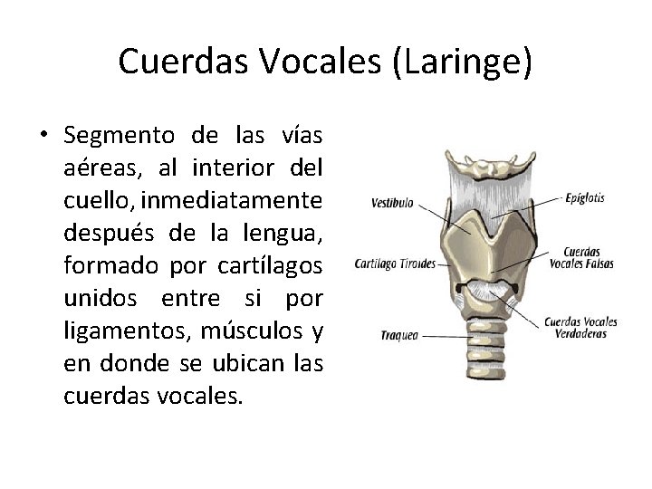 Cuerdas Vocales (Laringe) • Segmento de las vías aéreas, al interior del cuello, inmediatamente Cuerdas Vocales (Laringe) • Segmento de las vías aéreas, al interior del cuello, inmediatamente