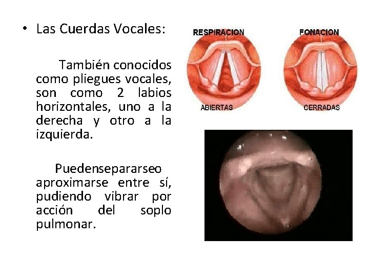 • Las Cuerdas Vocales: También conocidos como pliegues vocales, son como 2 labios • Las Cuerdas Vocales: También conocidos como pliegues vocales, son como 2 labios