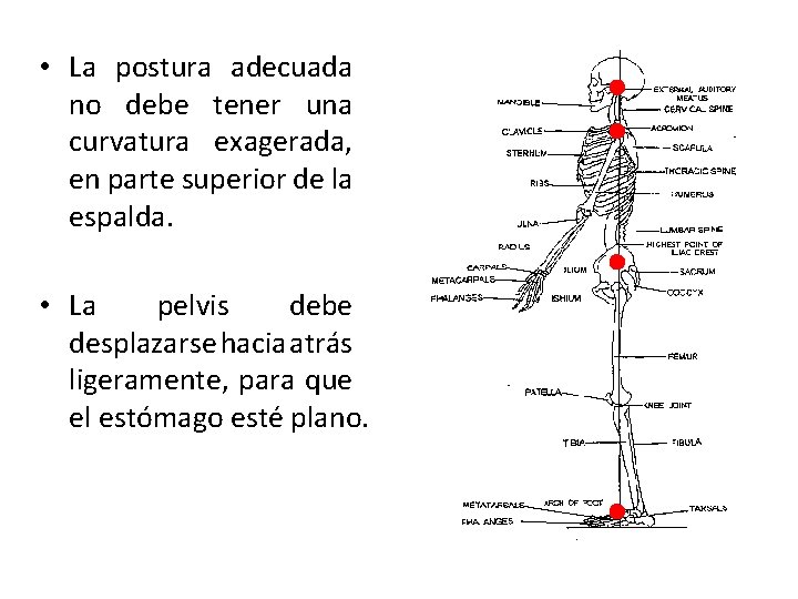 • La postura adecuada no debe tener una curvatura exagerada, en parte superior • La postura adecuada no debe tener una curvatura exagerada, en parte superior