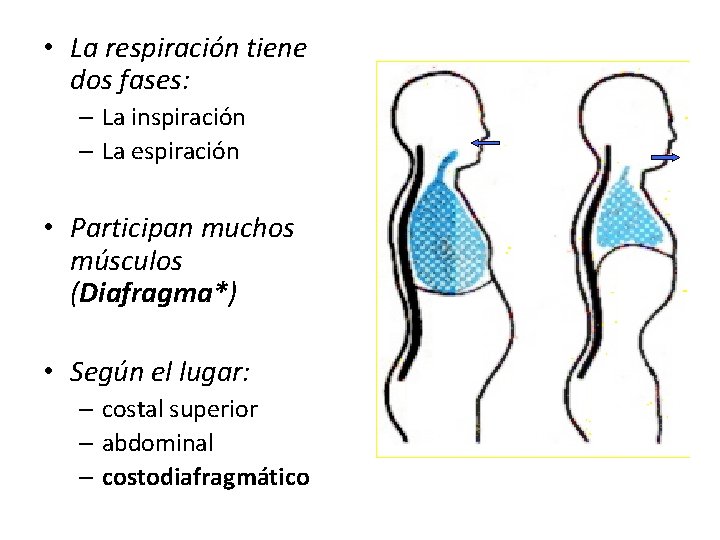 • La respiración tiene dos fases: – La inspiración – La espiración • • La respiración tiene dos fases: – La inspiración – La espiración •