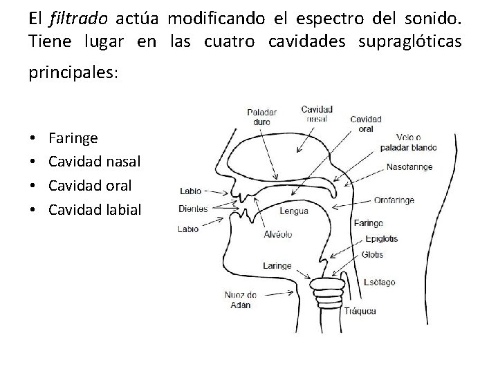 El filtrado actúa modificando el espectro del sonido. Tiene lugar en las cuatro cavidades El filtrado actúa modificando el espectro del sonido. Tiene lugar en las cuatro cavidades