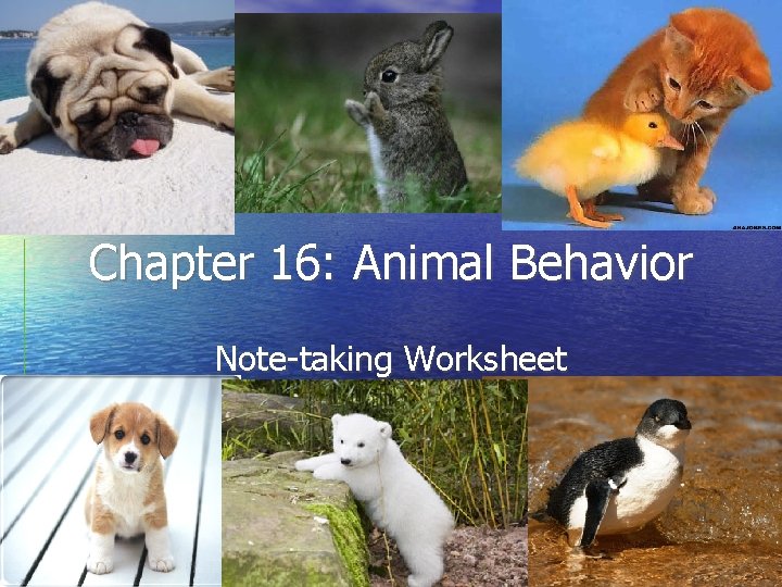 Chapter 16: Animal Behavior Note-taking Worksheet 