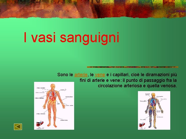 I vasi sanguigni Sono le arterie, le vene e i capillari, cioè le diramazioni