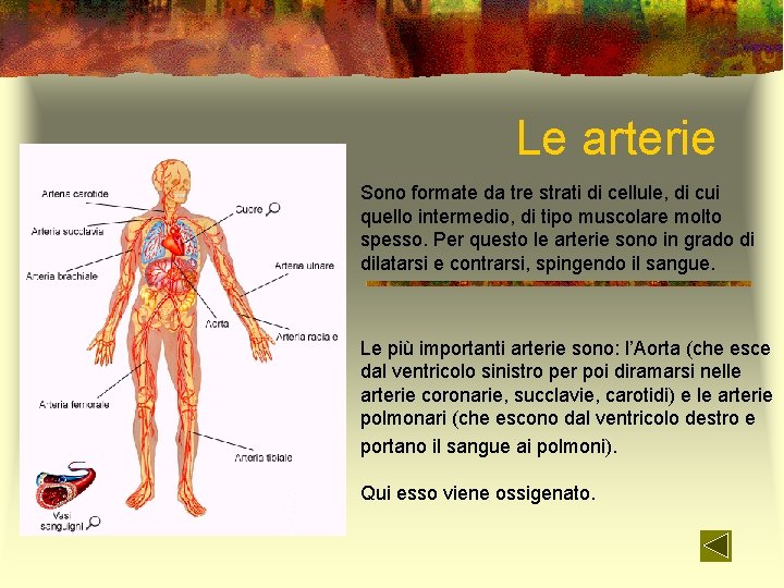 Le arterie Sono formate da tre strati di cellule, di cui quello intermedio, di