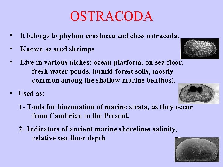 OSTRACODA • It belongs to phylum crustacea and class ostracoda. • Known as seed