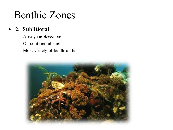 Benthic Zones • 2. Sublittoral – Always underwater – On continental shelf – Most