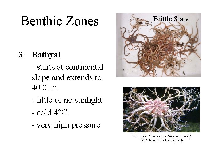 Benthic Zones 3. Bathyal - starts at continental slope and extends to 4000 m
