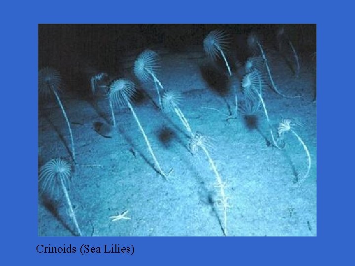 Crinoids (Sea Lilies) 