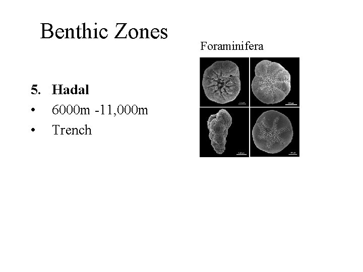 Benthic Zones 5. Hadal • 6000 m -11, 000 m • Trench Foraminifera 