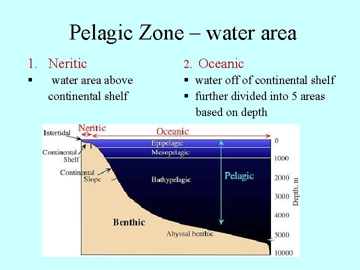 Pelagic Zone – water area 1. Neritic § water area above continental shelf 2.