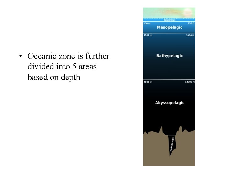  • Oceanic zone is further divided into 5 areas based on depth 