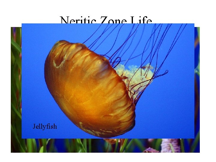 Neritic Zone Life Seahorse Angel fish Clown fish Bluefin Tuna Jellyfish Herring 
