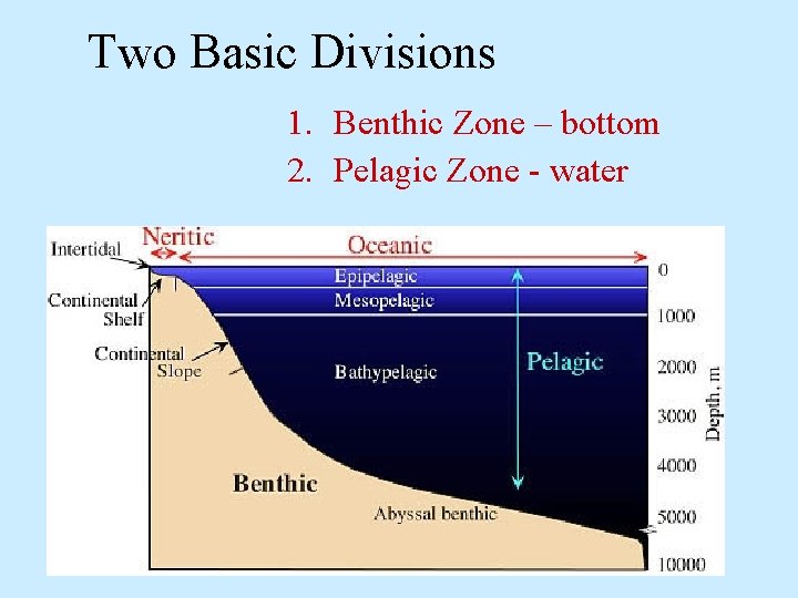 Two Basic Divisions 1. Benthic Zone – bottom 2. Pelagic Zone - water 