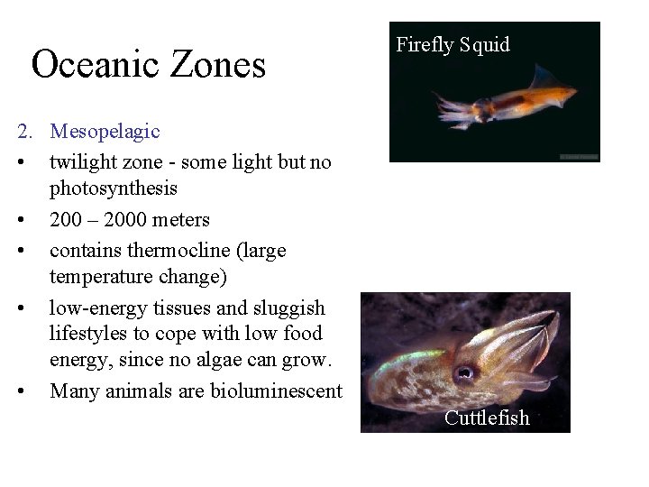 Oceanic Zones Firefly Squid 2. Mesopelagic • twilight zone - some light but no