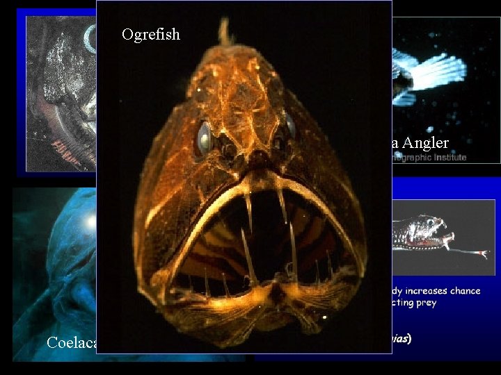 Ogrefish Deep Sea Angler Coelacanth 