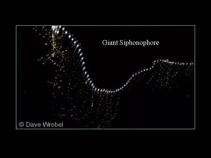 Giant Siphonophore 