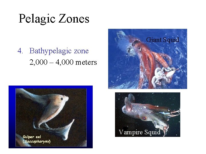 Pelagic Zones Giant Squid 4. Bathypelagic zone 2, 000 – 4, 000 meters Vampire