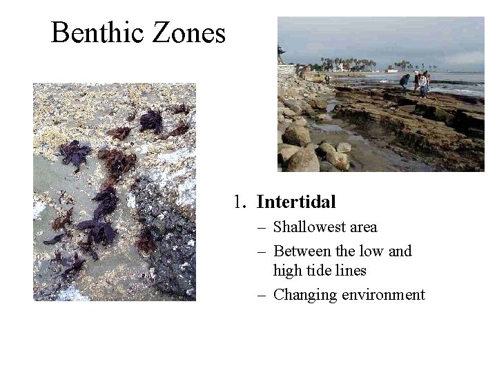 Benthic Zones 1. Intertidal – Shallowest area – Between the low and high tide