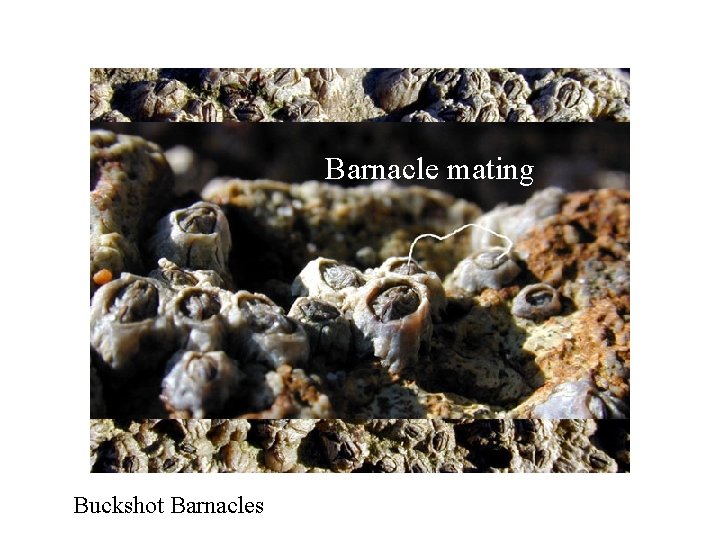 Barnacle mating Buckshot Barnacles 