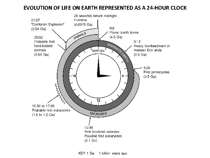 EVOLUTION OF LIFE ON EARTH REPRESENTED AS A 24 -HOUR CLOCK 