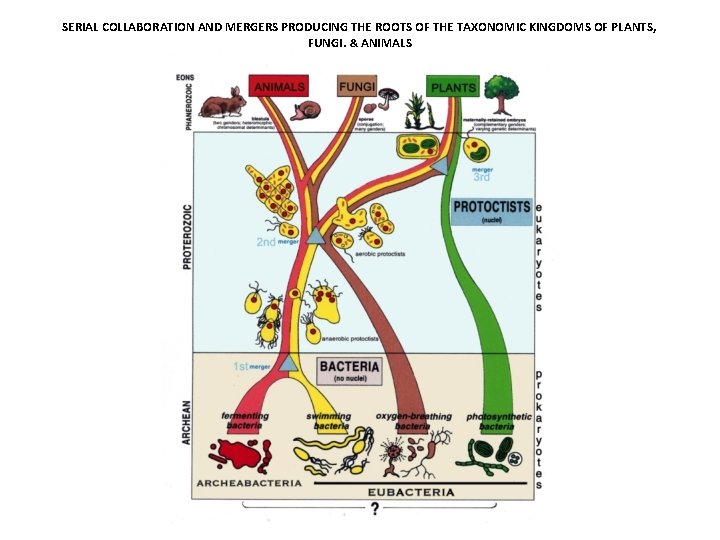 SERIAL COLLABORATION AND MERGERS PRODUCING THE ROOTS OF THE TAXONOMIC KINGDOMS OF PLANTS, FUNGI,