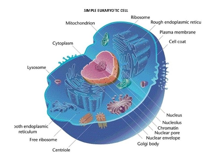 SIMPLE EUKARYOTIC CELL 