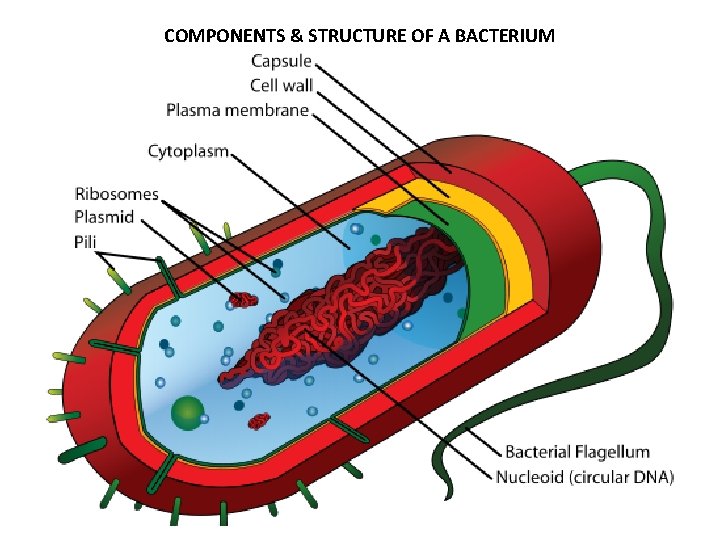 COMPONENTS & STRUCTURE OF A BACTERIUM 