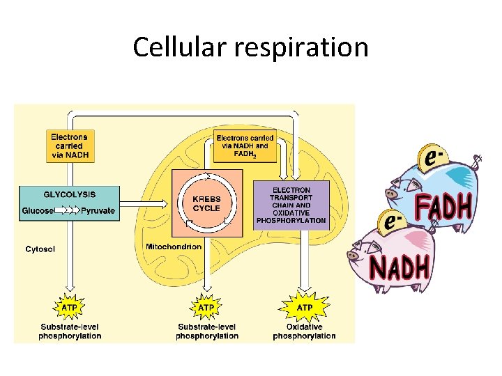 Cellular respiration 